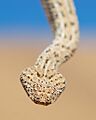 Namibian Sidewinder Bitis peringueyi
