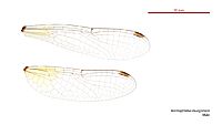 Nannophlebia mudginberri male wings (34895770112)