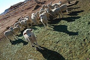 Navajo Sheep