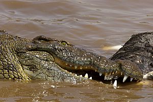 Nile Croc eating AdF
