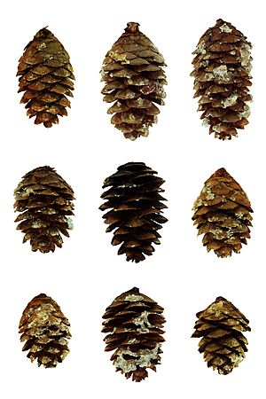 Nine picea rubens cones from Pisgah National Forest