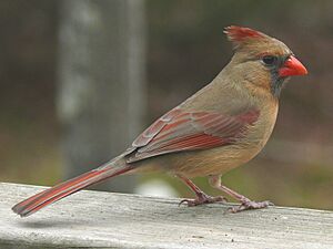 Northern Cardinal Female-27527