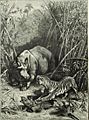O. Fienzel-Tiger attack rhino in Java