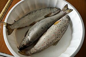 Ohrid Trouts