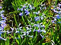 P1130470 Hyacinthus orientalis Common hyacinth (Hyacinthaceae)