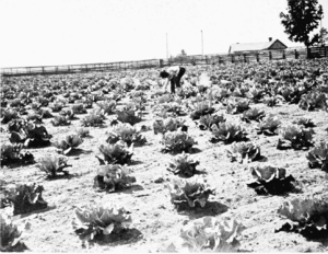 PSM V55 D620 An institute cabbage field