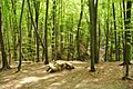 Path in the Yavoriv National Park