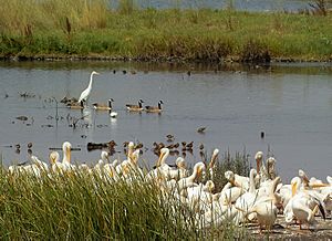 Pelicans Geese Egret etc in Adode Creek 2003