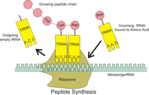 Peptide syn