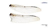 Petalura hesperia male wings (34665002010)