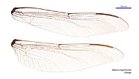 Petalura ingentissima female wings (34665011080)