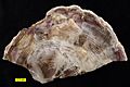 Petrified Wood Wooster