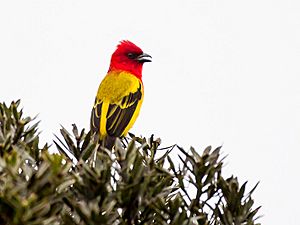 Piranga rubriceps Red-hooded Tanager; Abra Patricia, Peru.jpg