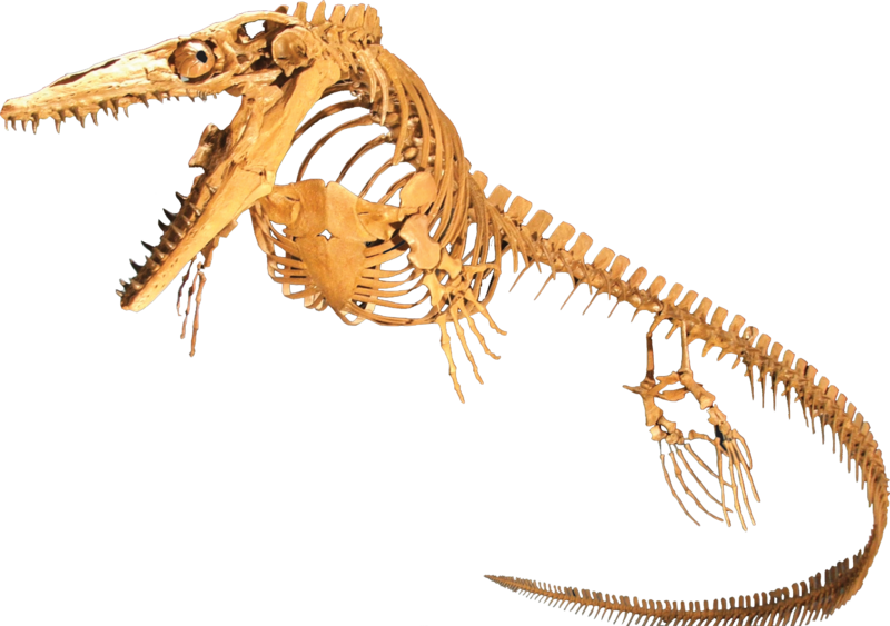 Platecarpus planifrons Clean