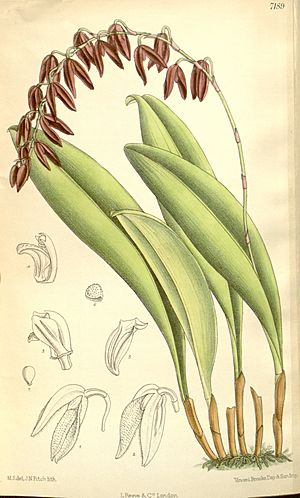 Pleurothallis immersa.jpg