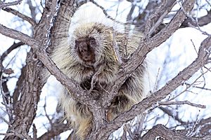 Porcupine in Tree (50862928908)