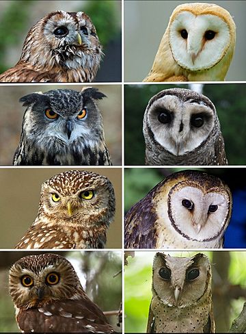 Portrait of owls.jpg