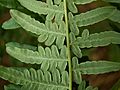 Pteridium leaf kz1
