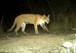 Puma concolor camera trap Arizona 1