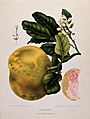 Pummelo or Pamplemousse (Citrus maxima (Burm.) Merr.); flowe Wellcome V0042686