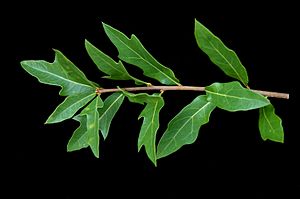 Quercus laurifolia (24141313266)