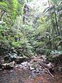 Rainforest at Protest Falls, Nightcap NP