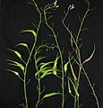 Rat-tail-radish-pods2-11July2020 02