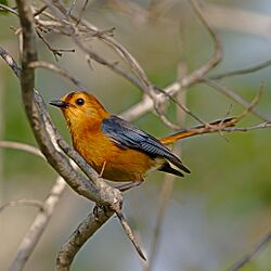 Red-capped robin-chat (or Natal robin), Cossypha natalensis, at Ithala Game Reserve, Kwa Zulu-Natal, South Africa (39023328225)