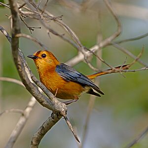 Red-capped robin-chat (or Natal robin), Cossypha natalensis, at Ithala Game Reserve, Kwa Zulu-Natal, South Africa (39023328225)