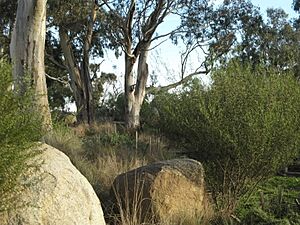 Revegetation Westerfolds Park 2009