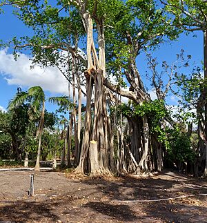 Ringling Banyan damage.Nov 2024