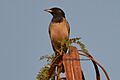 Rosy Starling India