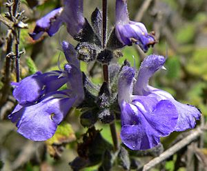 Salvia melissodora 3