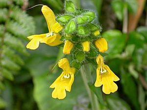 Salvia nipponica var. formosana 黃花鼠尾草 (天問)