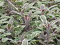 Salvia officinalis3