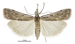Scoparia ejuncida female.jpg