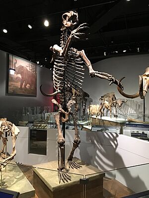 Short Faced Bear FMNH.jpg