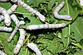 Silkworms3000px