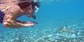 Snorkeler with blacktip reef shark