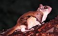 Southern Flying Squirrel-27527-3
