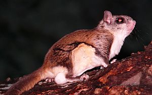 Southern Flying Squirrel-27527-3