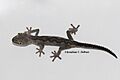 Strophurus spinigerus