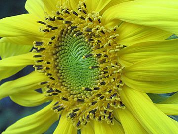 Sunflower3-2012
