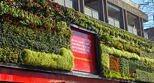 Sutton, Surrey, Greater London - Green Wall in the sun