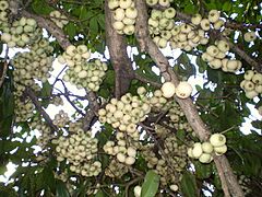 Syzygium moorei fruit1