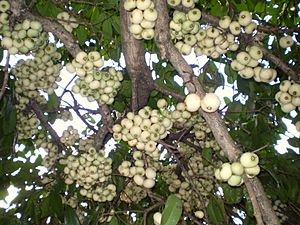 Syzygium moorei fruit1