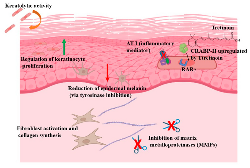 Tretinoin dermatological effects (Baldo-Simo 2025)