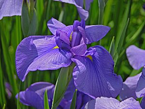 Unidentified Iris Chanticleer Blue 3264px