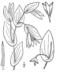 Uvularia perfoliata L. - perfoliate bellwortf