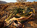 Welwitschia mirabilis0425